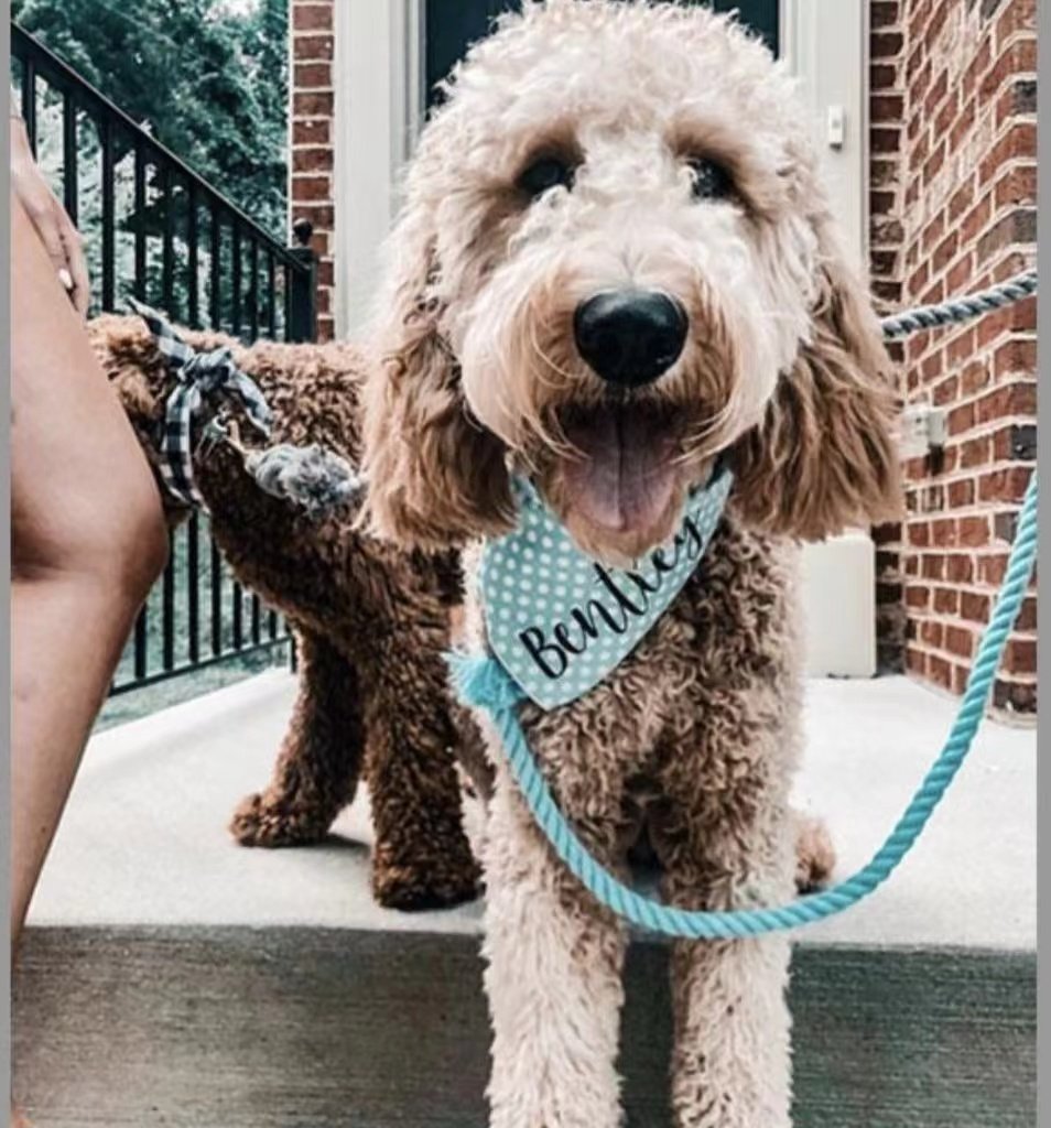 Rigging Rope Collar & Leash Set - Seafoam