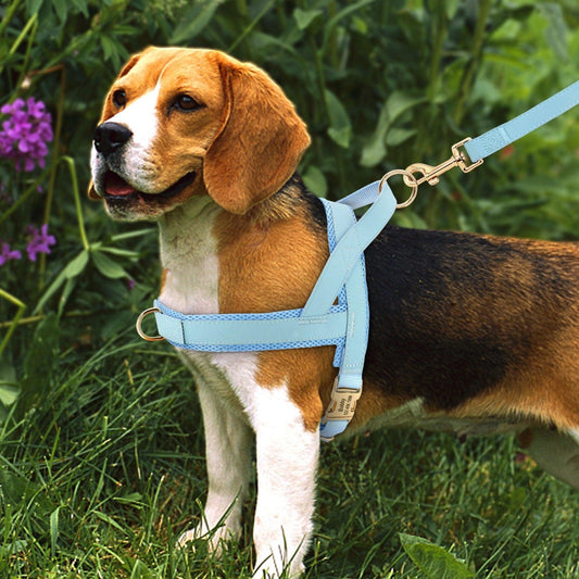 Coastal Harness + Leash Set